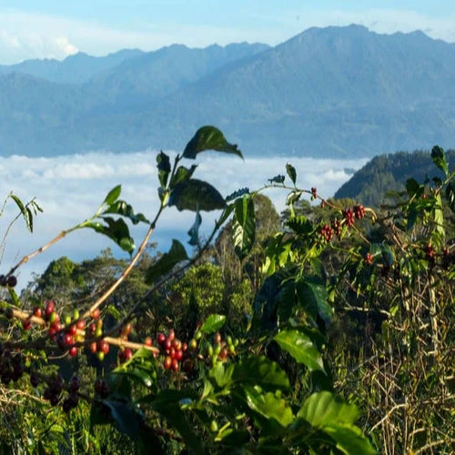 Sumatra Buana Mandiri, Organic and Fair Trade
