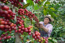 Coffee Club Subscription