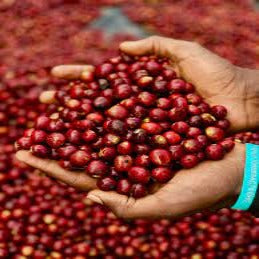 Ethiopia Sidamo Mokonisa Natural Processed, Organic and Fair Trade