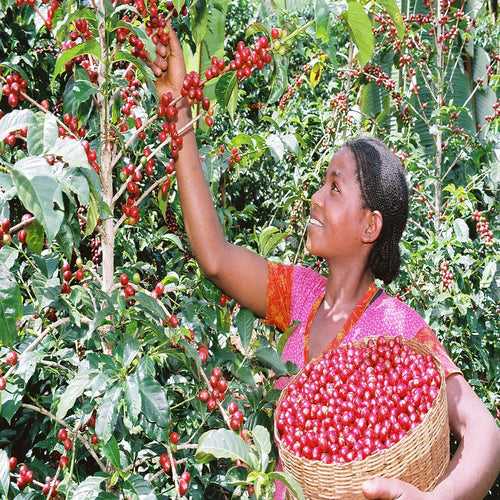 Ethiopia Yirgacheffe Oromia Washed, Organic and Fair Trade