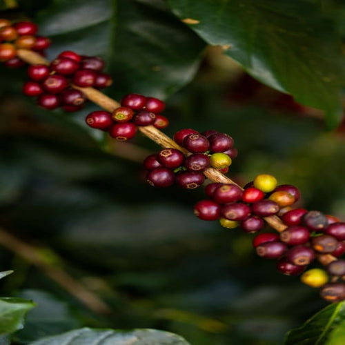 Organic Bolivia - Bird Friendly Program