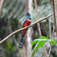 Organic Bolivia - Bird Friendly Program