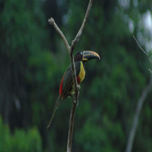 Organic Bolivia - Bird Friendly Program