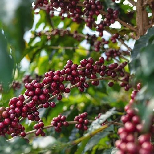 Burundi Kayanza Microlot