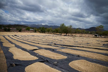 FTO Nicaragua