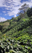 Decaf Colombia EA