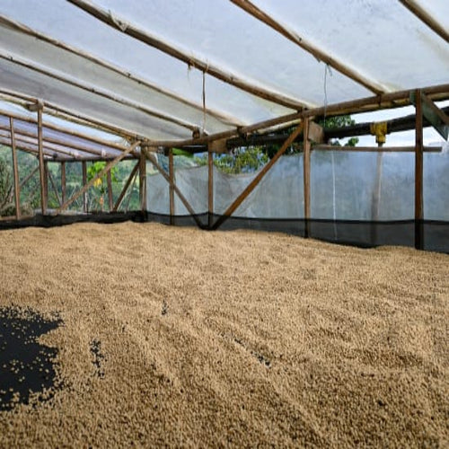Decaf Colombia EA