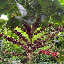 Decaf Colombia EA
