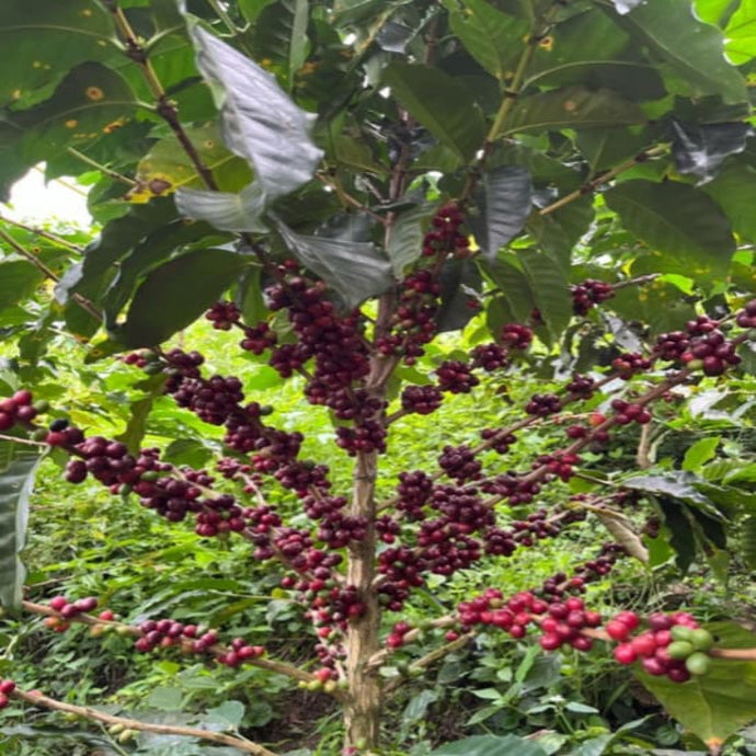Decaf Colombia EA