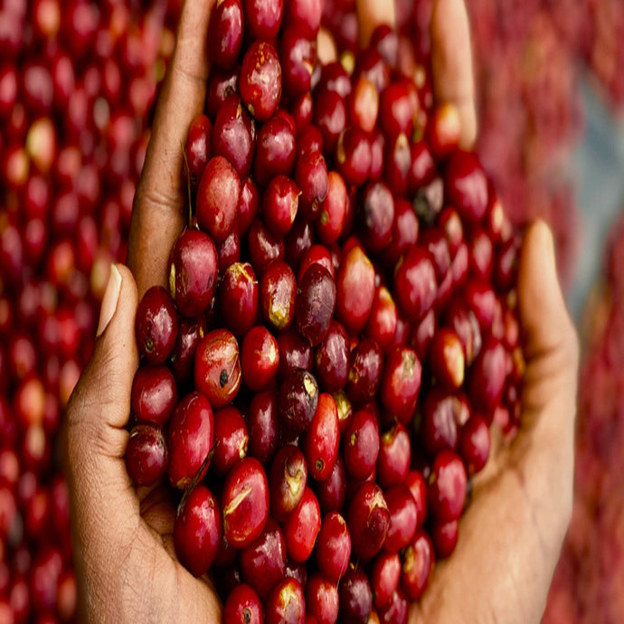 Decaf Ethiopia Sidamo Natural, Organic and Fair Trade