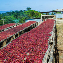 Organic Ethiopia Guji Natural