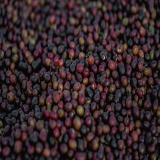 Ethiopia Yirgacheffe Natural