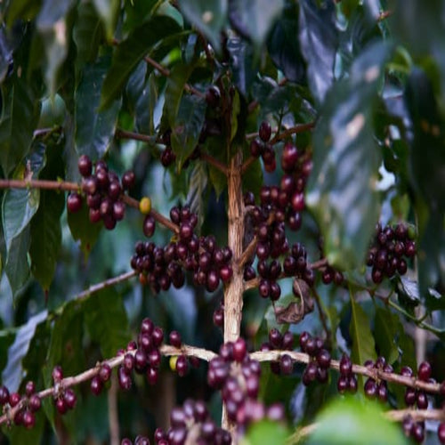 Guatemala Huehuetenango