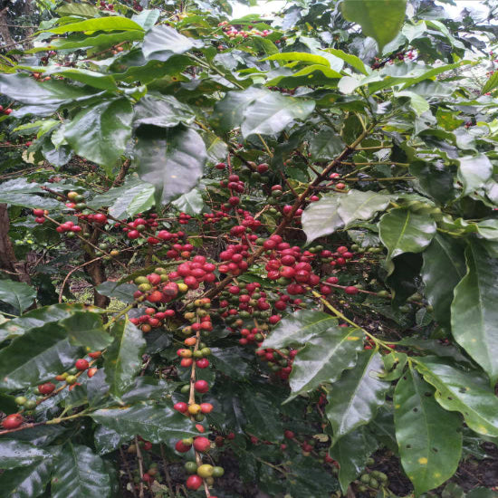 Honduras Natural - Farm Select