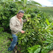 Honduras Natural - Farm Select
