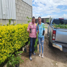 Honduras Natural - Farm Select