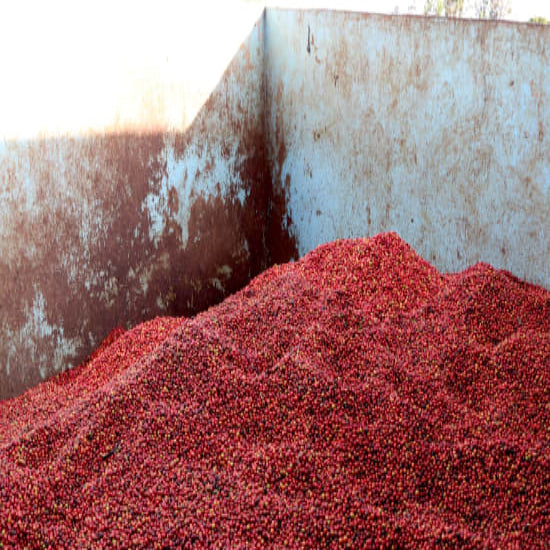 Kenya Kichwa Tembo