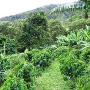 Colombia Tolima Del Rio, Organic and Fair Trade
