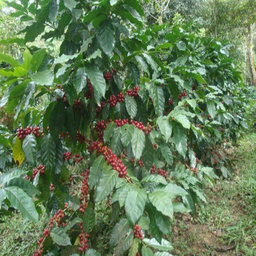 Guatemala Huehuetenagno ASOBAGRI, Organic and Fair Trade (SHB)