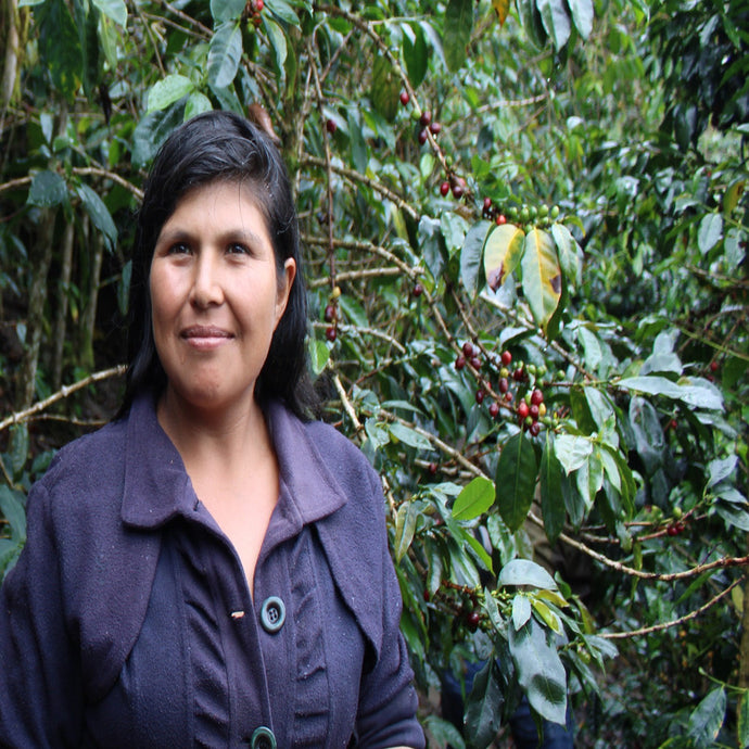 Peru COOPAFSI - Maria Cordova Micro Lot, Organic and Fair Trade