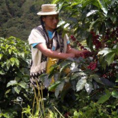 Peru Las Damas de San Ignacio, Organic and Fair Trade